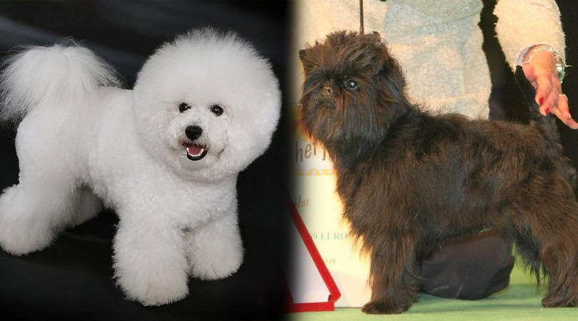 Parents of the Affenpinscher & Bichon Frise Mix 2
