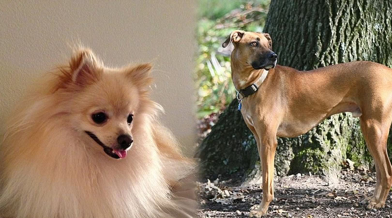 black mouth pom cur 4