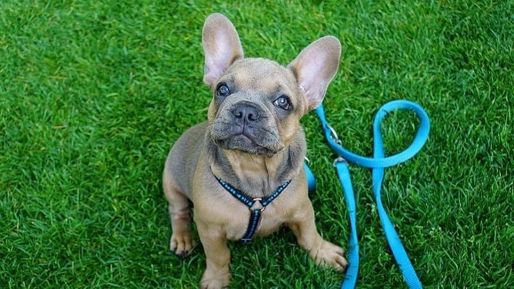 4 Month Frenchie