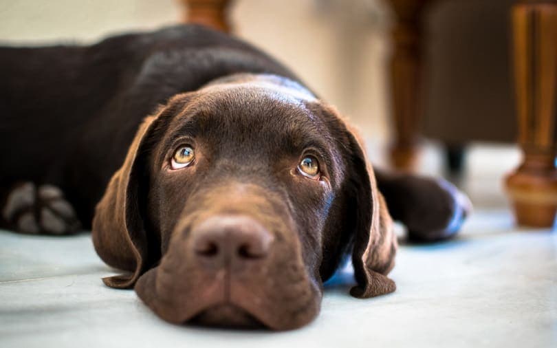 4 month old chocolate labrador_Mia JD_shutterstock
