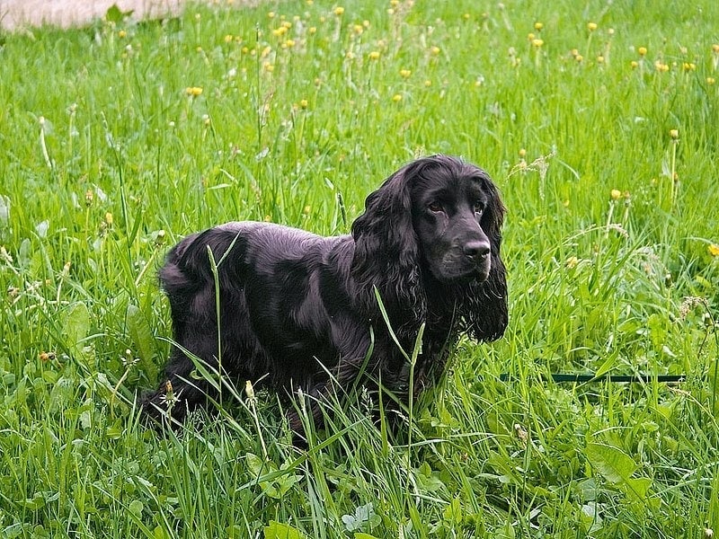 44cocker spaniel