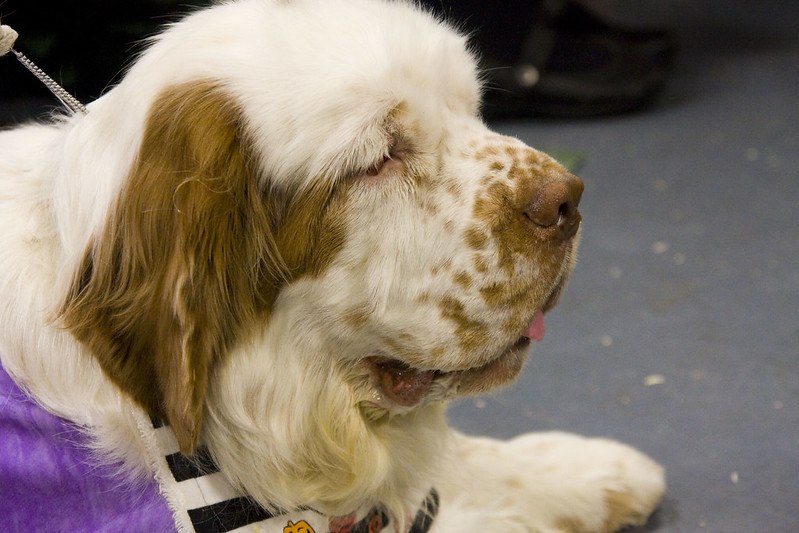 cumber spaniel