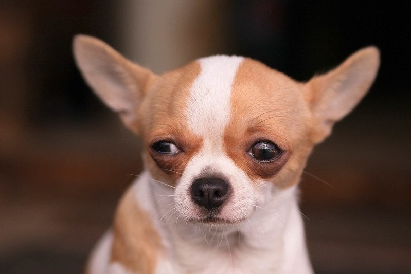 short haired Chihuahua