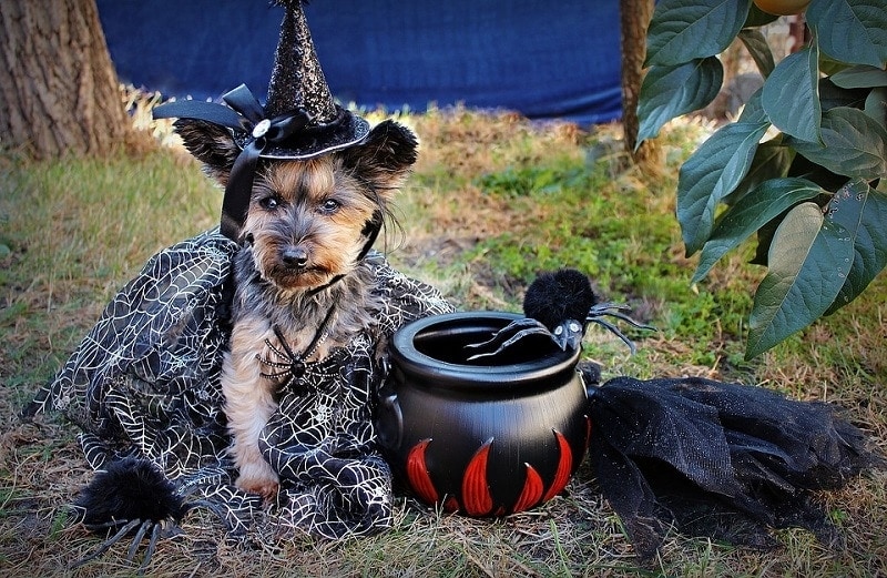 4dog costume