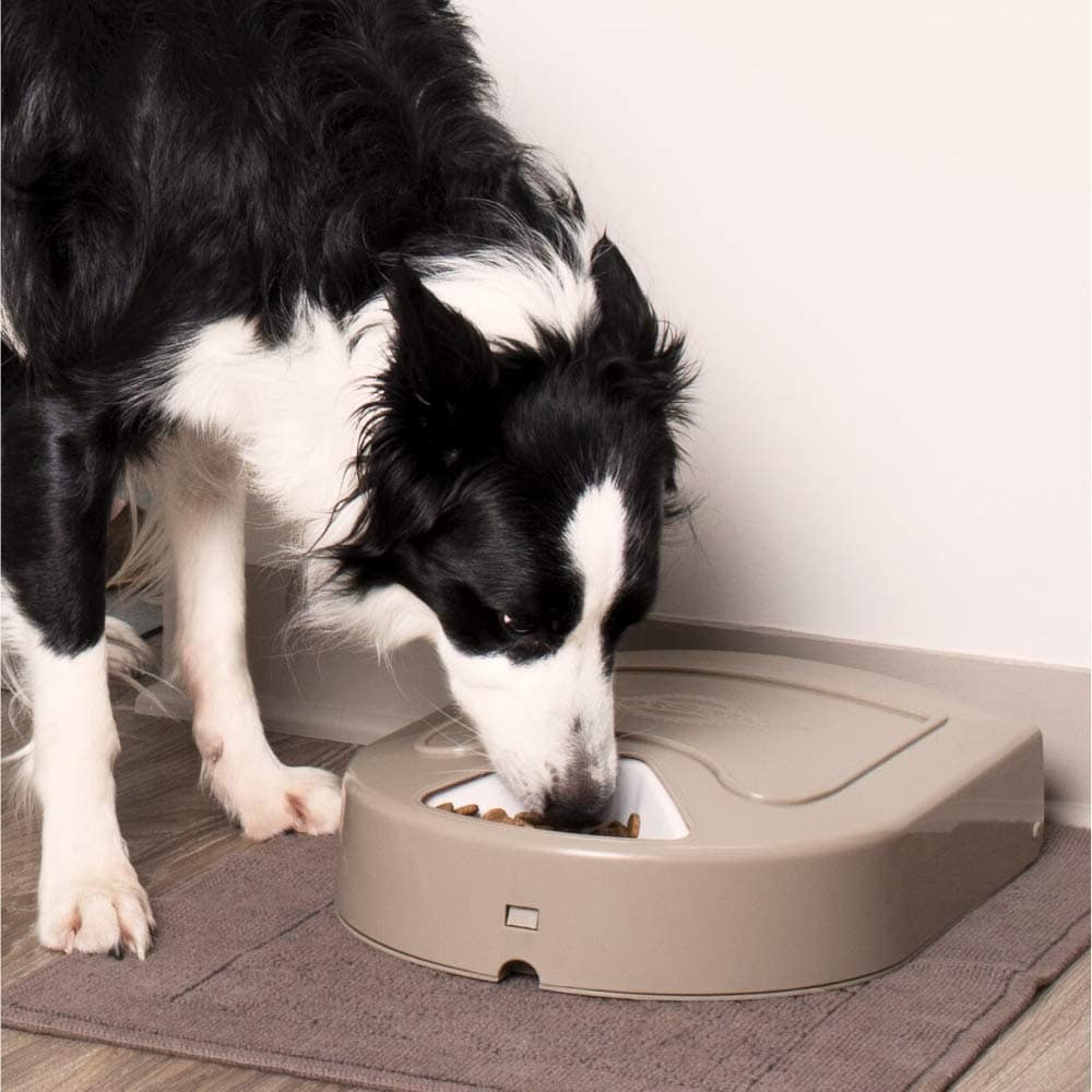 multi dog feeder