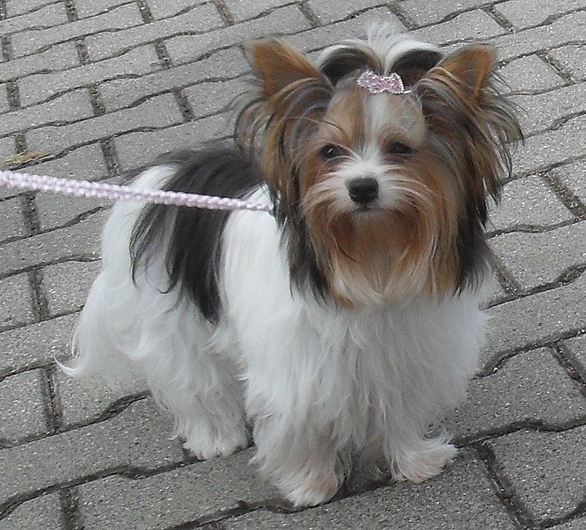 biewer terrier