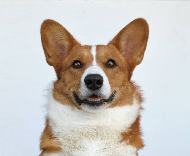 6Cardigan Welsh Corgi