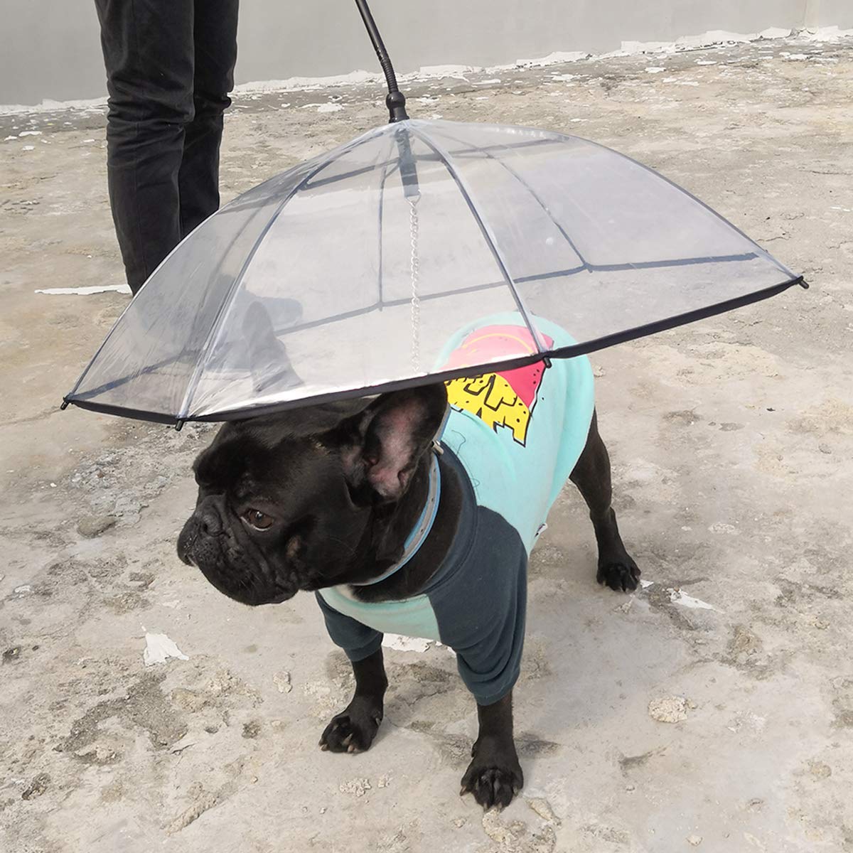 A dog umbrella
