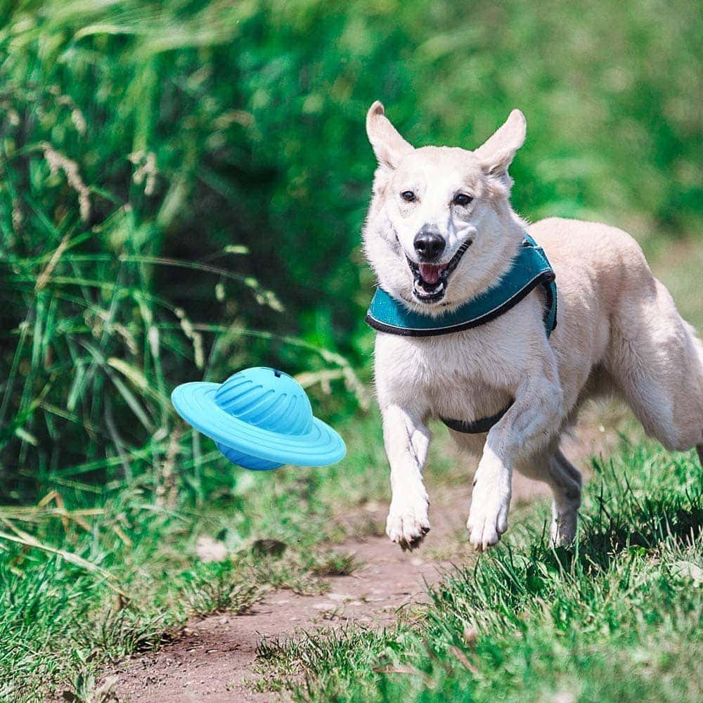 a Treat Dispensing Dog Toy