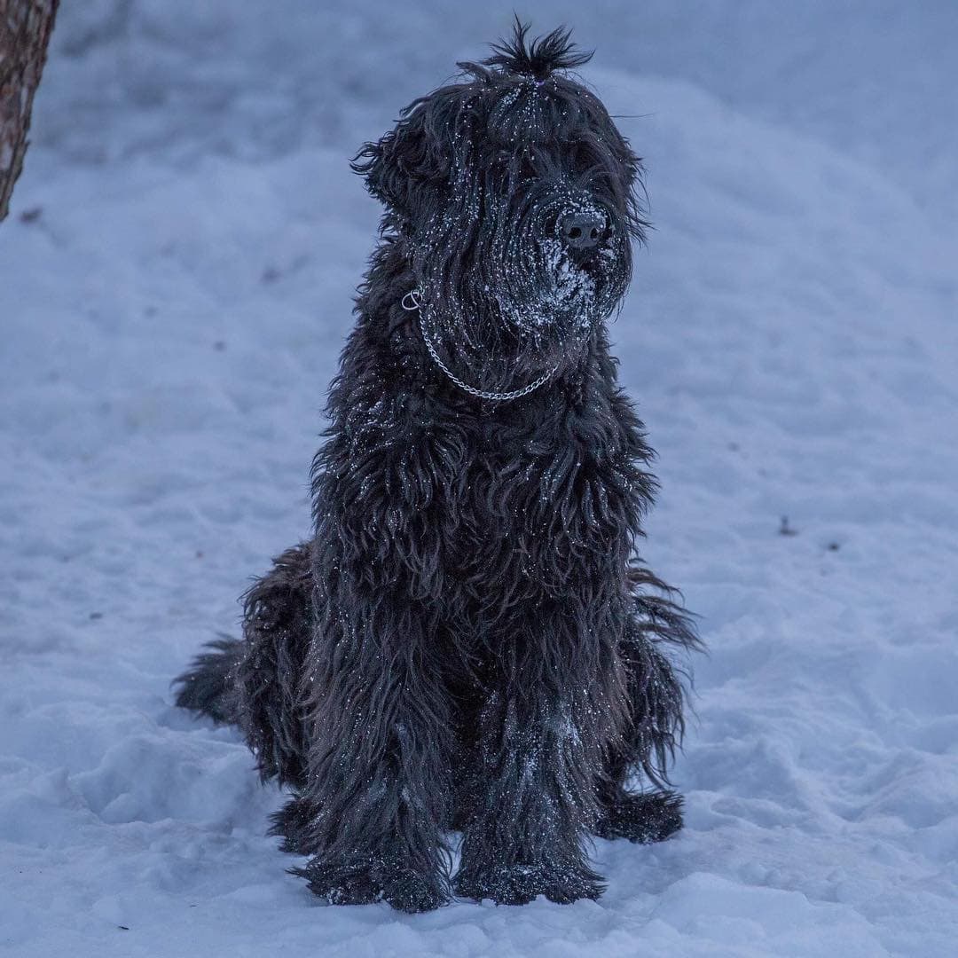 Scully Krønike tilgive Black Russian Wolfhound Terrier | Dog Breed Info: Pictures, Traits | Hepper