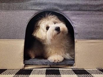A dog house