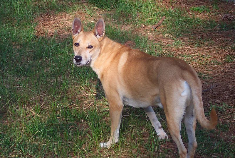 7Carolina Dog