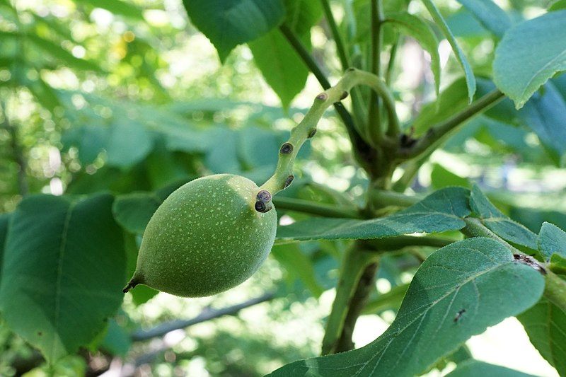 japanese walnut