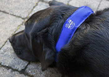 A dog wearing a cooling collar