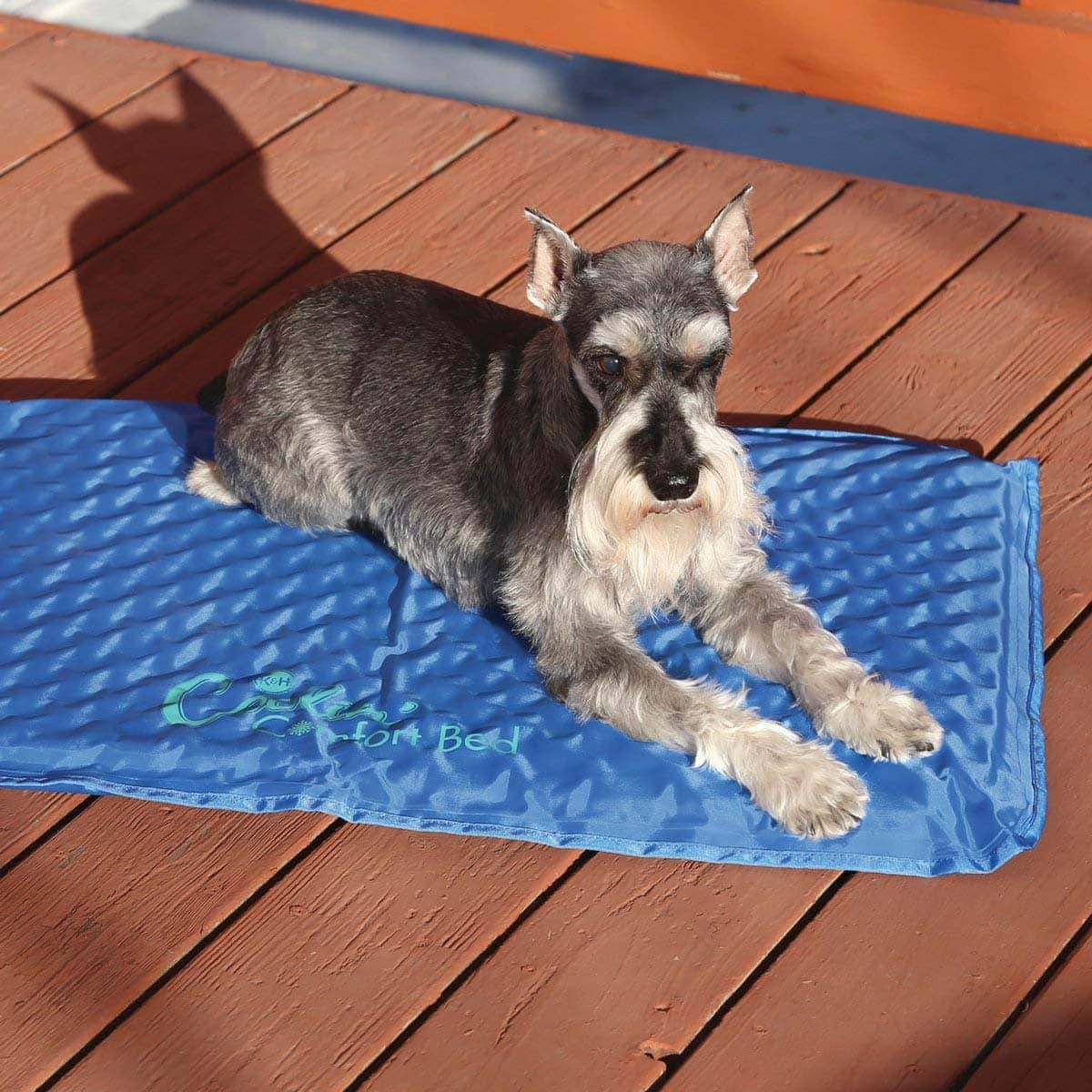 A dog on a cooling bed