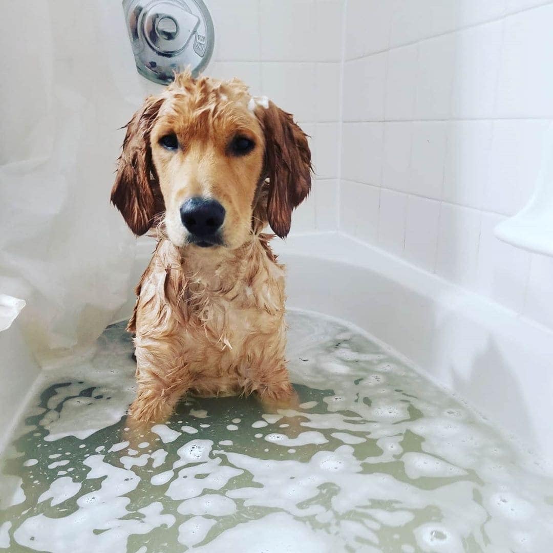 A dog using a mange shampoo