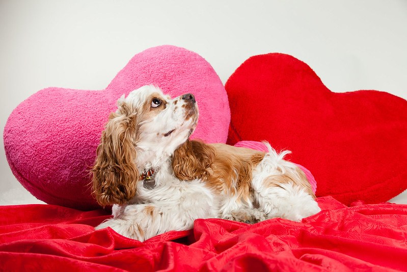 american cocker spaniel