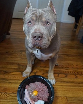 a hungry american bully dog