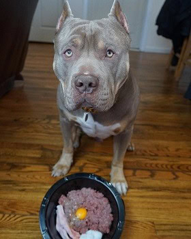 what kind of dog food to feed american bully pit