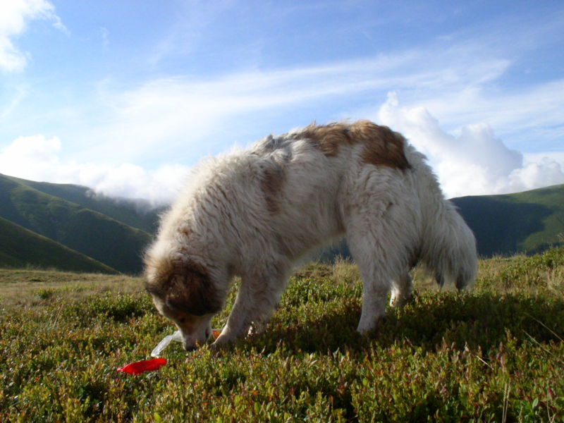 8Carpathian Sheepdog