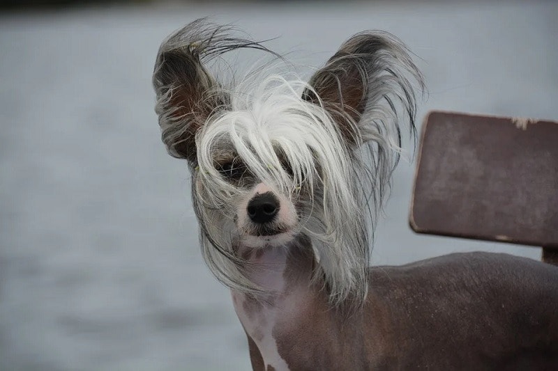 8Chinese Crested