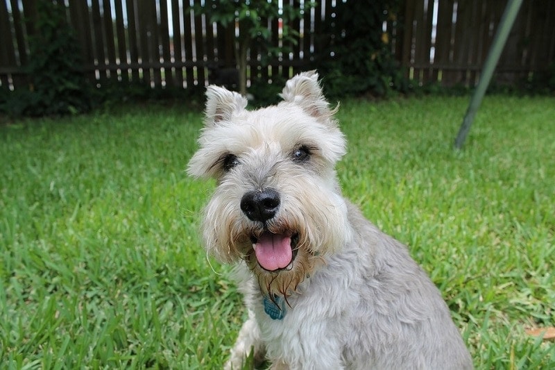 8Miniature Schnauzer