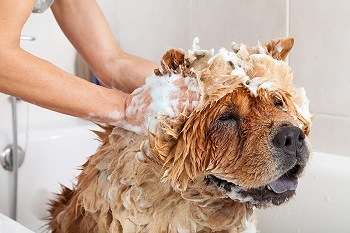 A flea shampoo suited for dogs