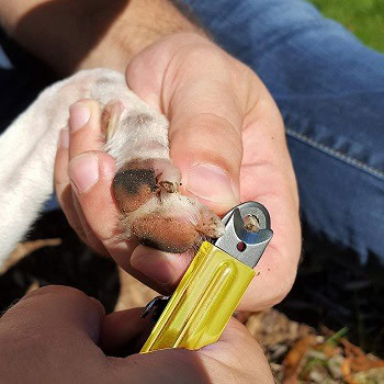 Using a pair of dog nail clippers