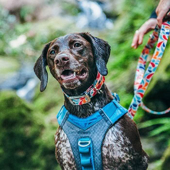 Best Waterproof Dog Collar