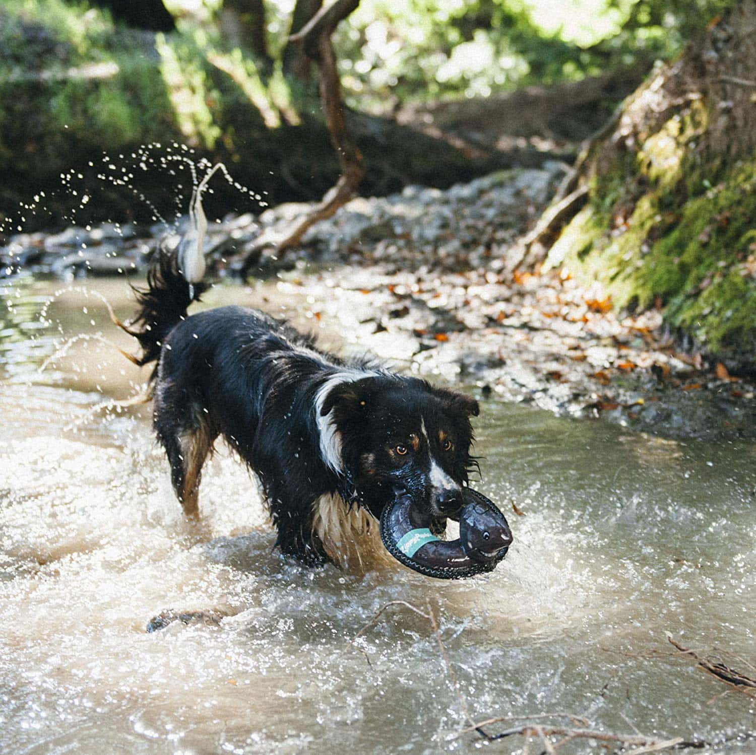 Best Water Dog Toy