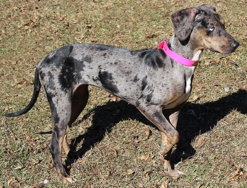 9Catahoula Leopard