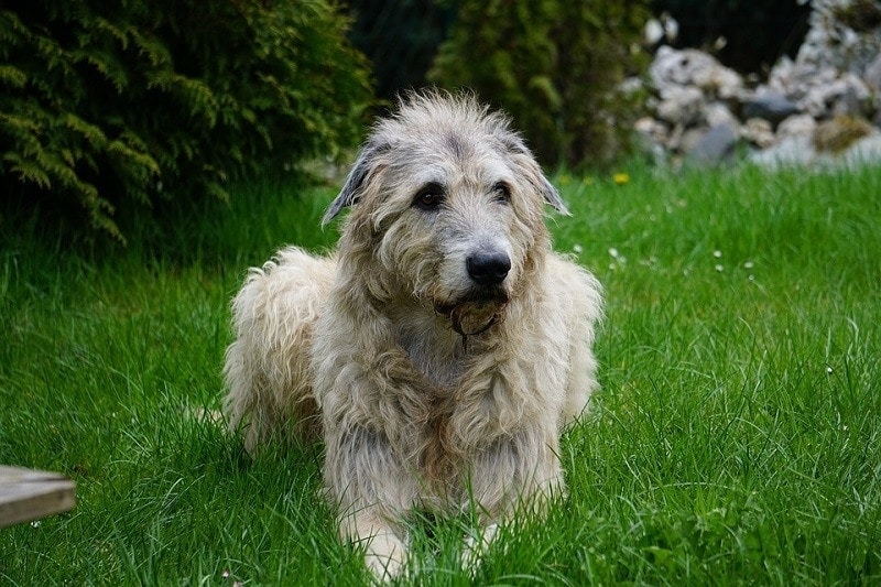 blue dog breeds