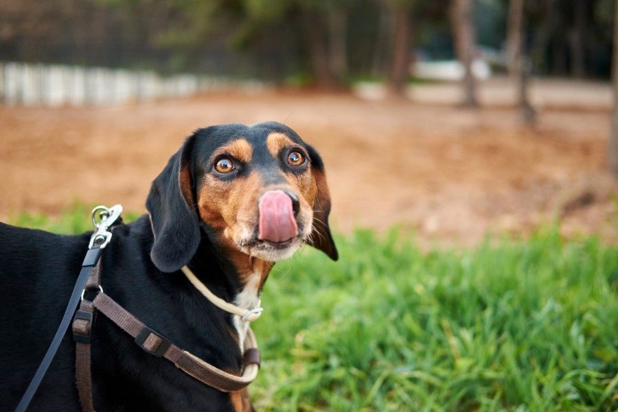 A closeup shot of an Austrian black and tan hound dog_Wirestock Images_shutterstock