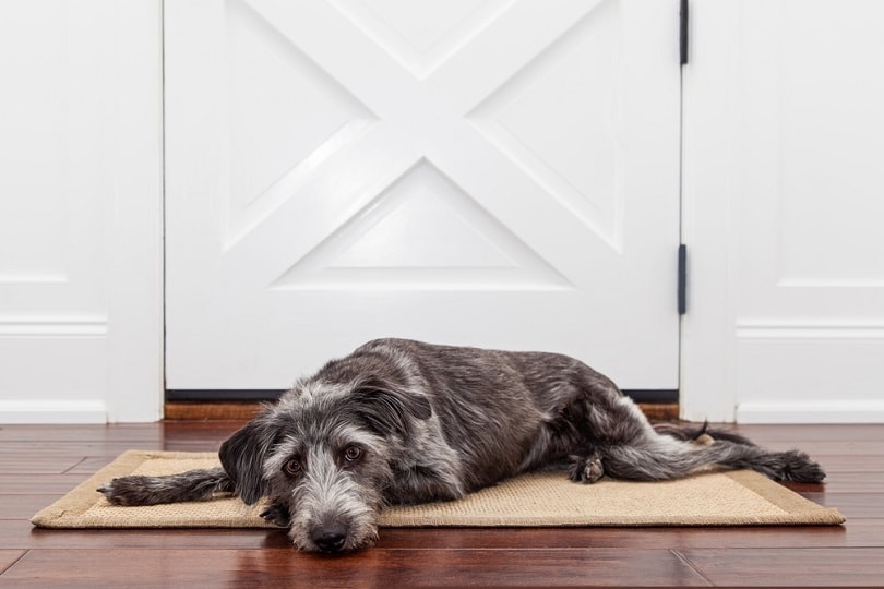 A dog laying down on a mat