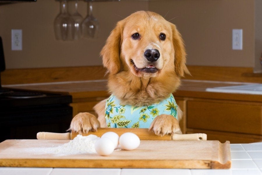 A golden retriever dog baking with egg