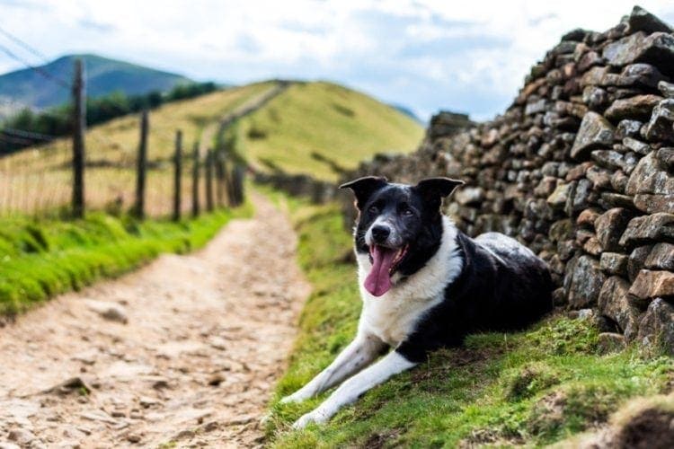 A gorgeous border collie cross Labrador working dog_RMC42_shutterstock