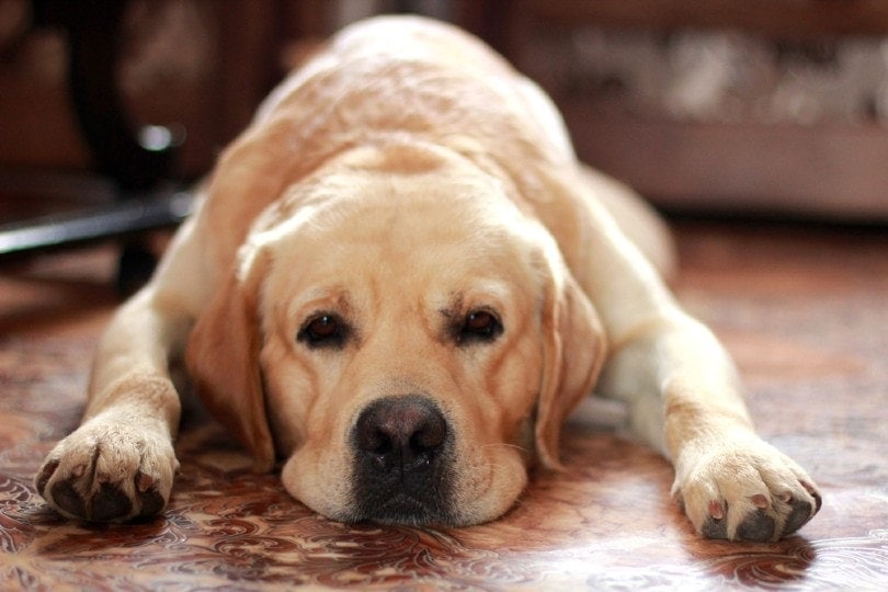 A sad labrador lies on the floor