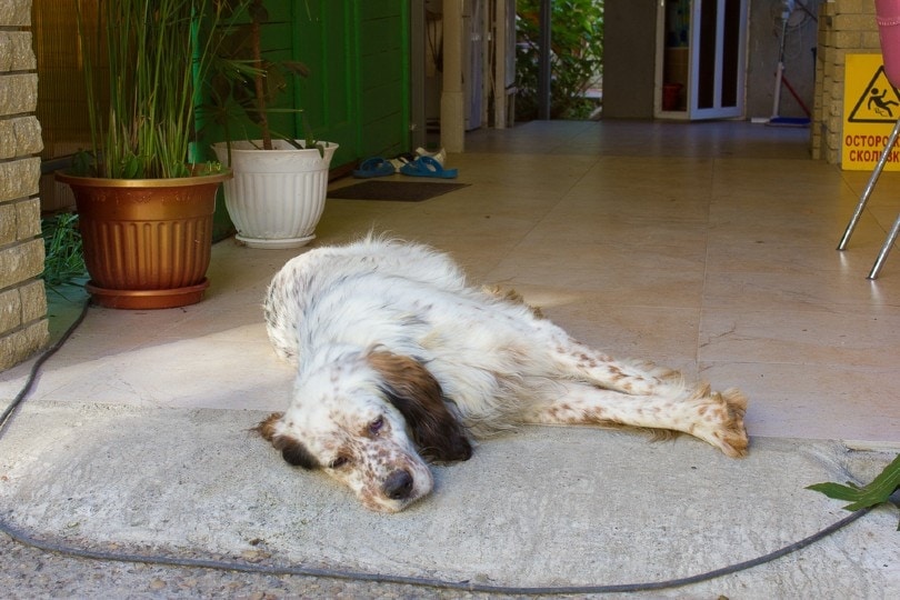 A spaniel dog lies on the floor and dies from the heat