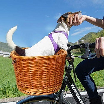 A dog in a bike basket