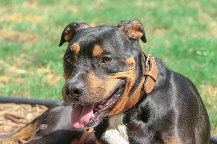 rottweiler fights pitbull