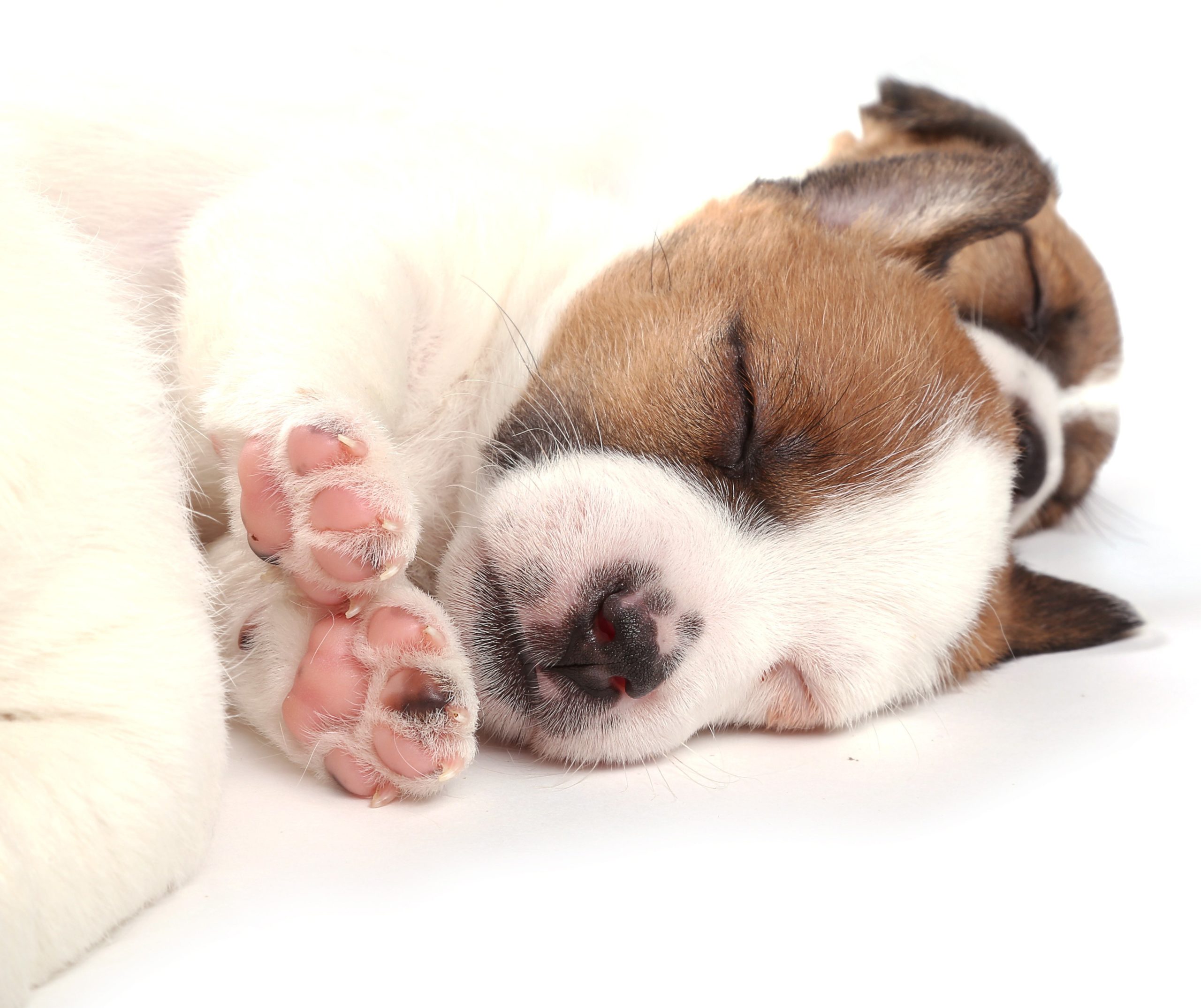 sleeping bo jack puppy