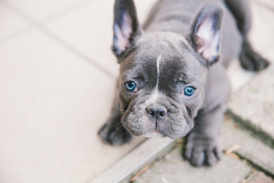 Adorable french bulldog puppy_Angyalosi Beata_shutterstock
