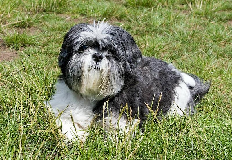 Affen Tzu mixed dog breed