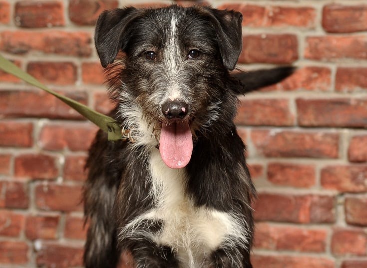 Afghan Hound Border Collie Mix