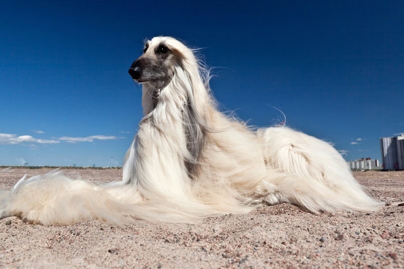 Afghan Hound lying on the sand