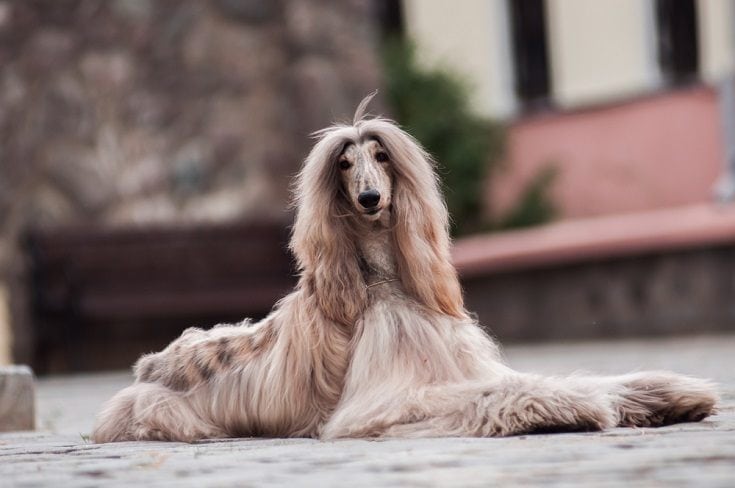 Afghan Hound_David Raihelgauz_shutterstock