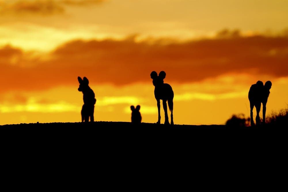 African Wild dogs in sunset