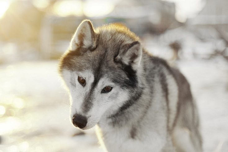 Agouti and White Husky