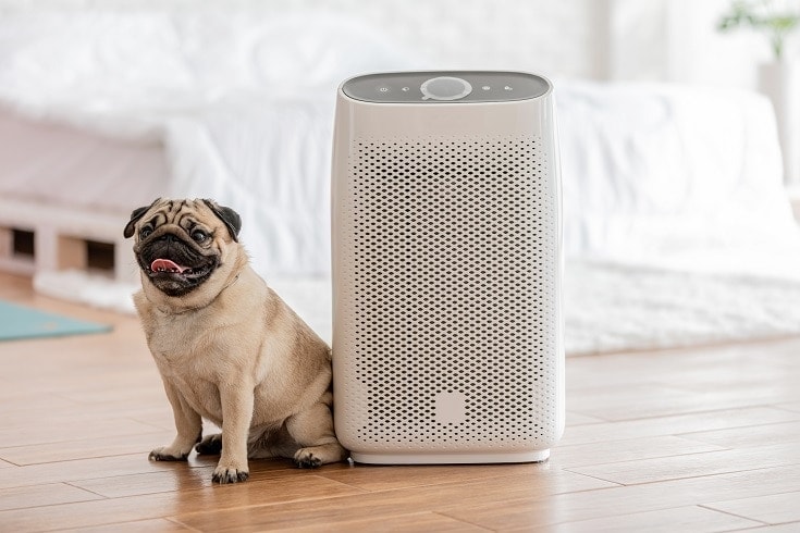Bulldog beside Air Purifier
