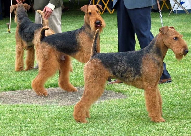 Airedale Terrier dogs
